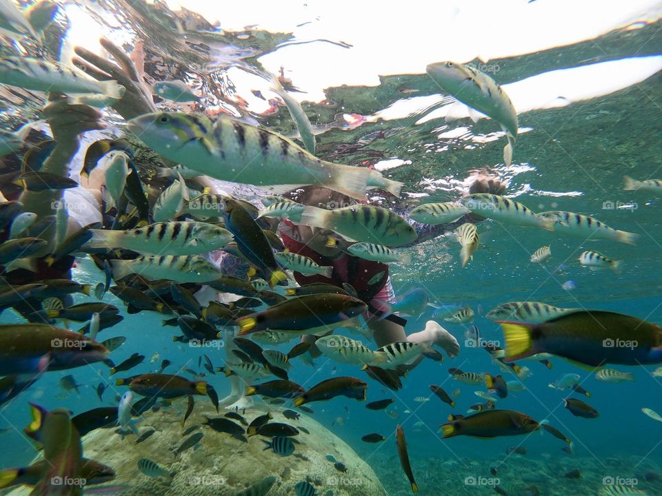 Swimming with these beautiful fishes and sea animals.