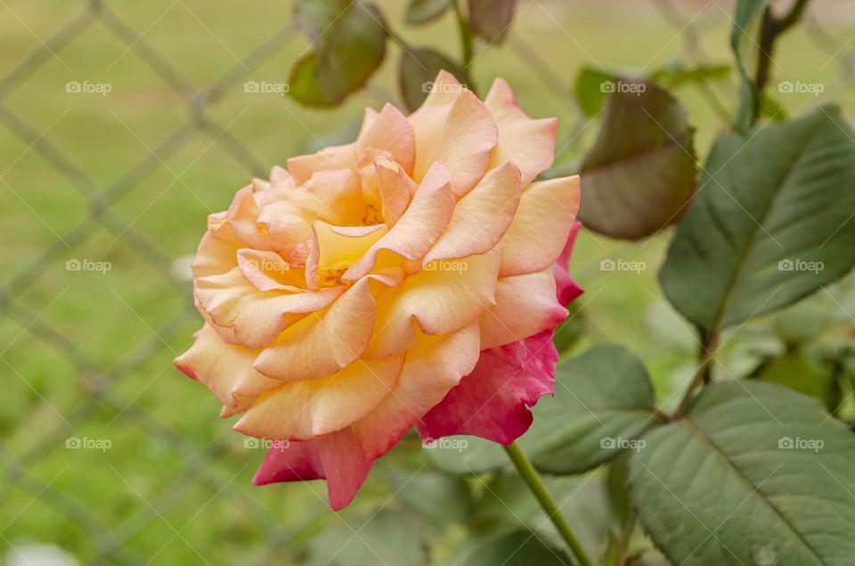 Pink And Peach Rose