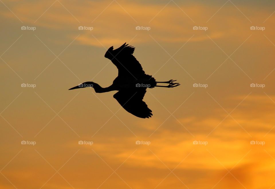 flying silhouetted heron