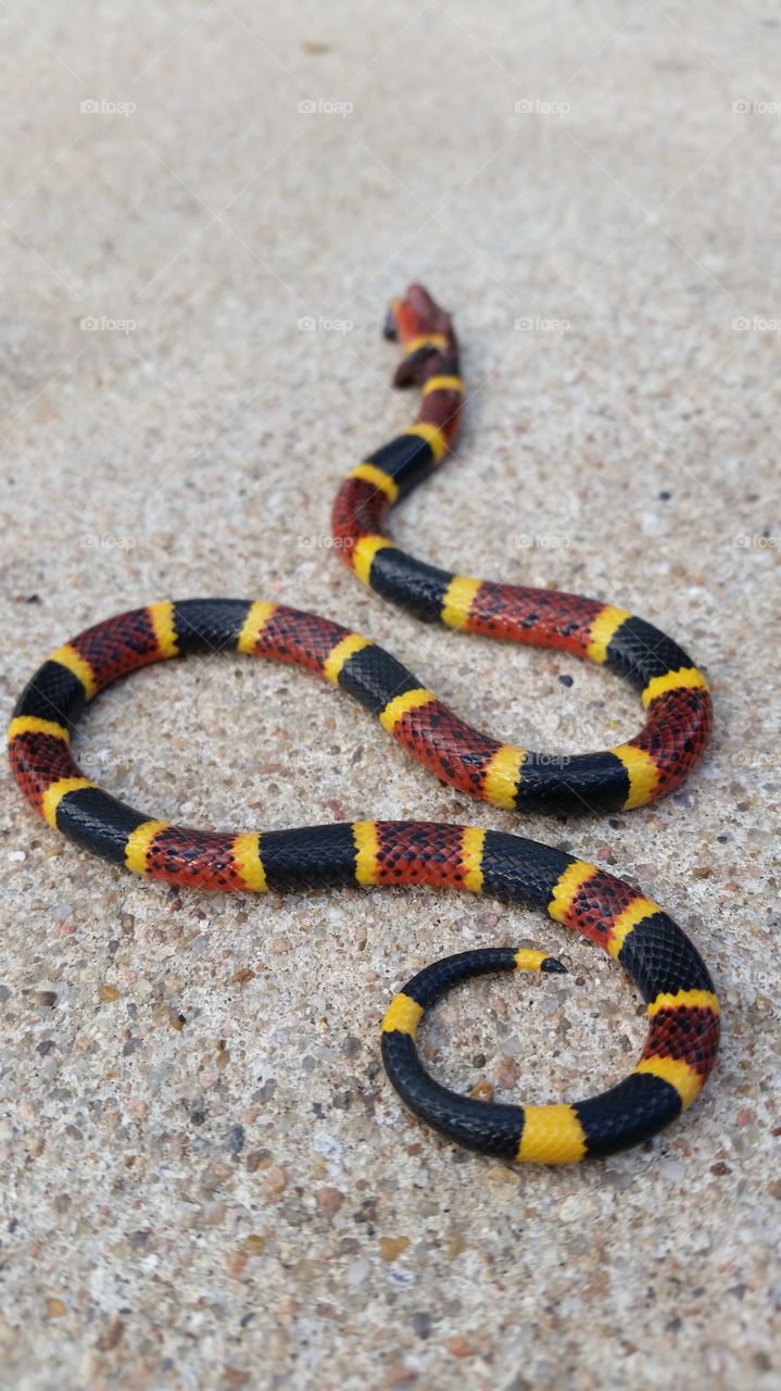 Coral Snake. deadliest snake in the world