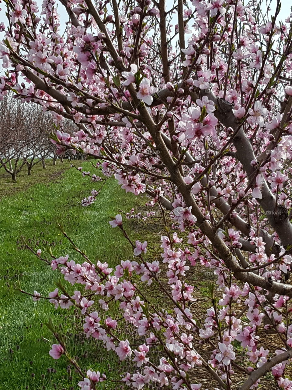 peach orchard