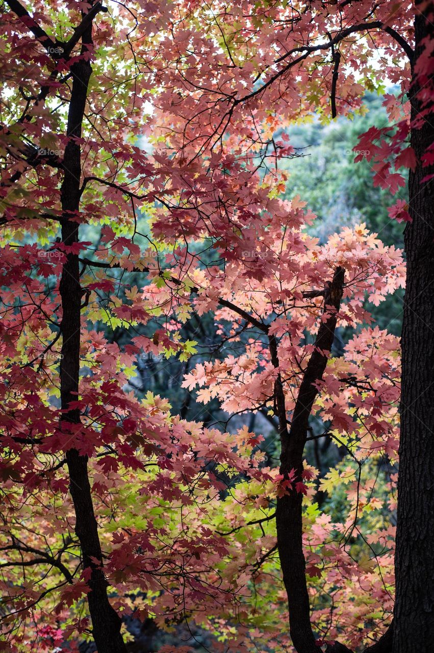 Pinkish autumn color trees
