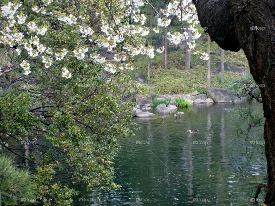 Spring Begins in Asakusa Temple Gardens, Tokyo, Japan