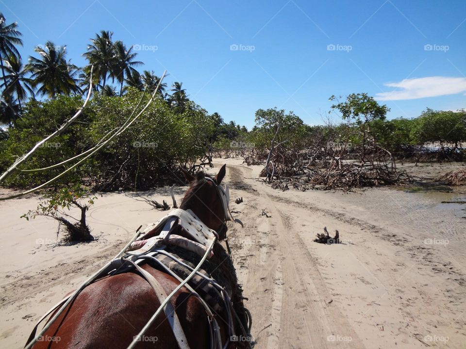 Horse on the beach with mangrove