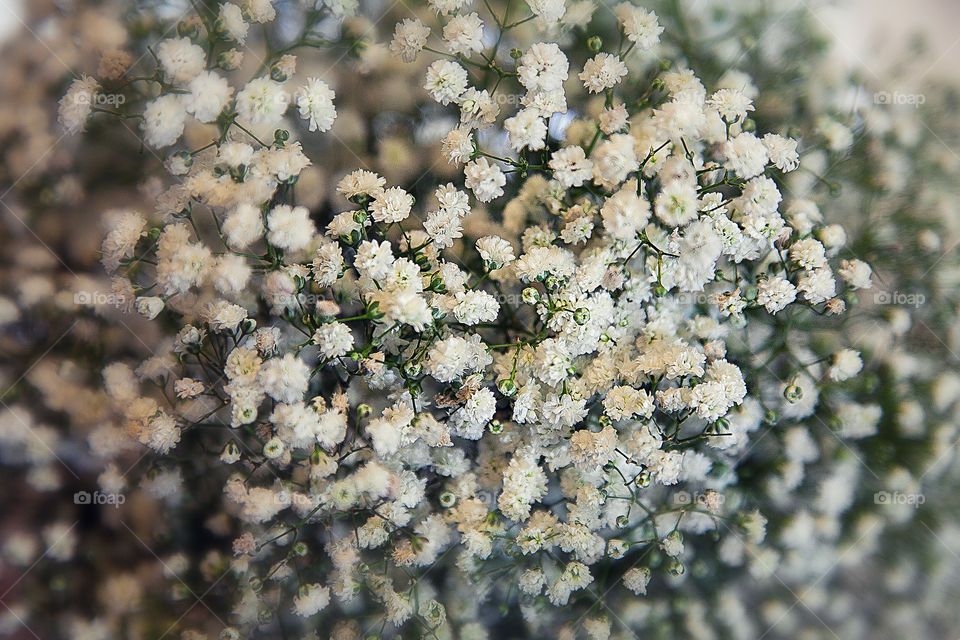 Close-up of white flowers