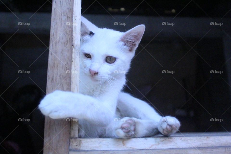 white kitten