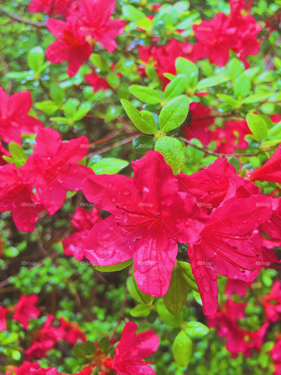 Rain on Red 