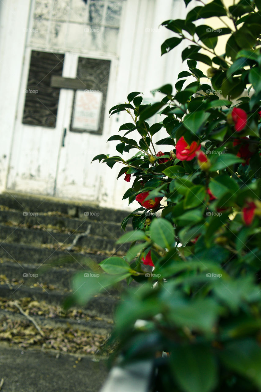 Red flowers growing on an abandoned school campus