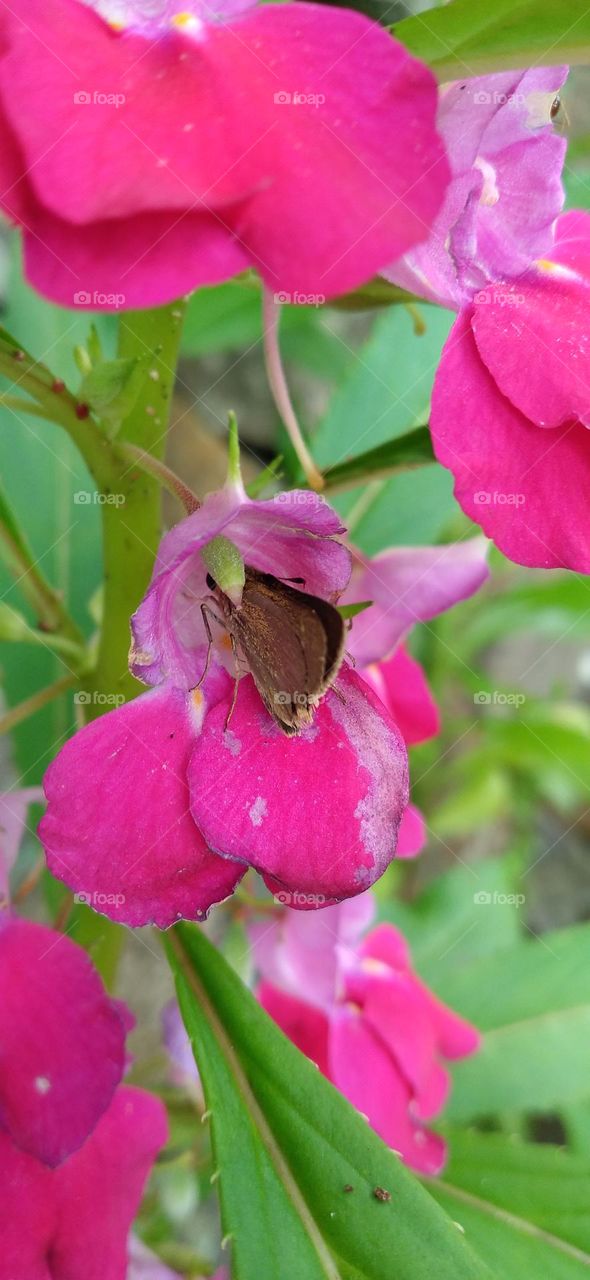 This little butterfly between the petals is sucking nectar