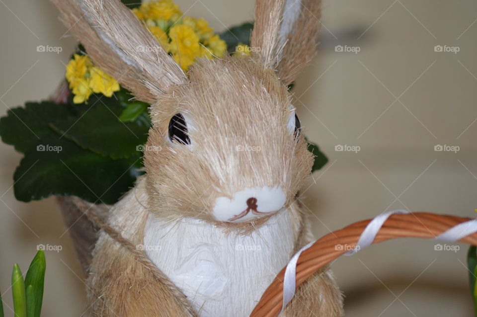 bunny in macro