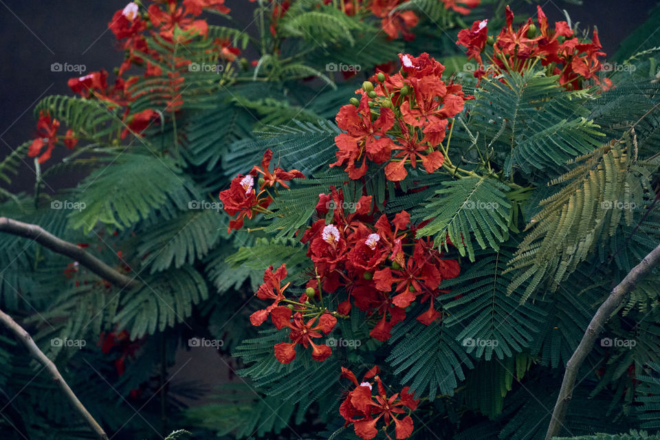 Floral photography  - flamboyant flower