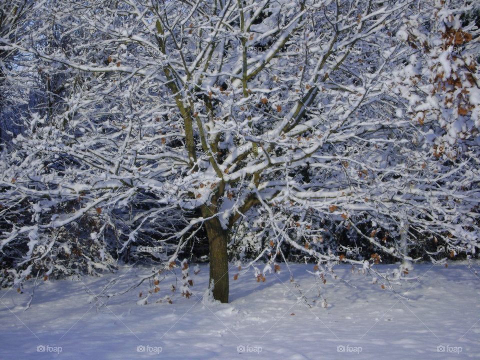 somerset snow white tree by Les