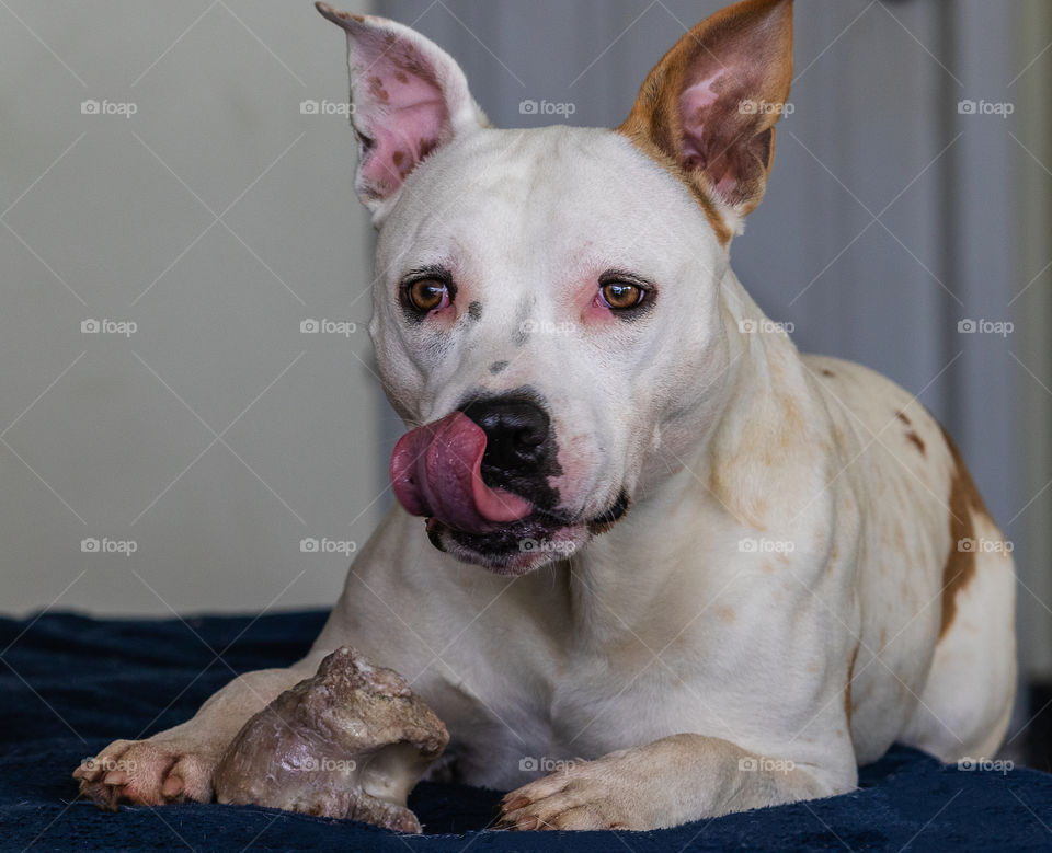 American staffordshire terrier gnawing bone on the couch