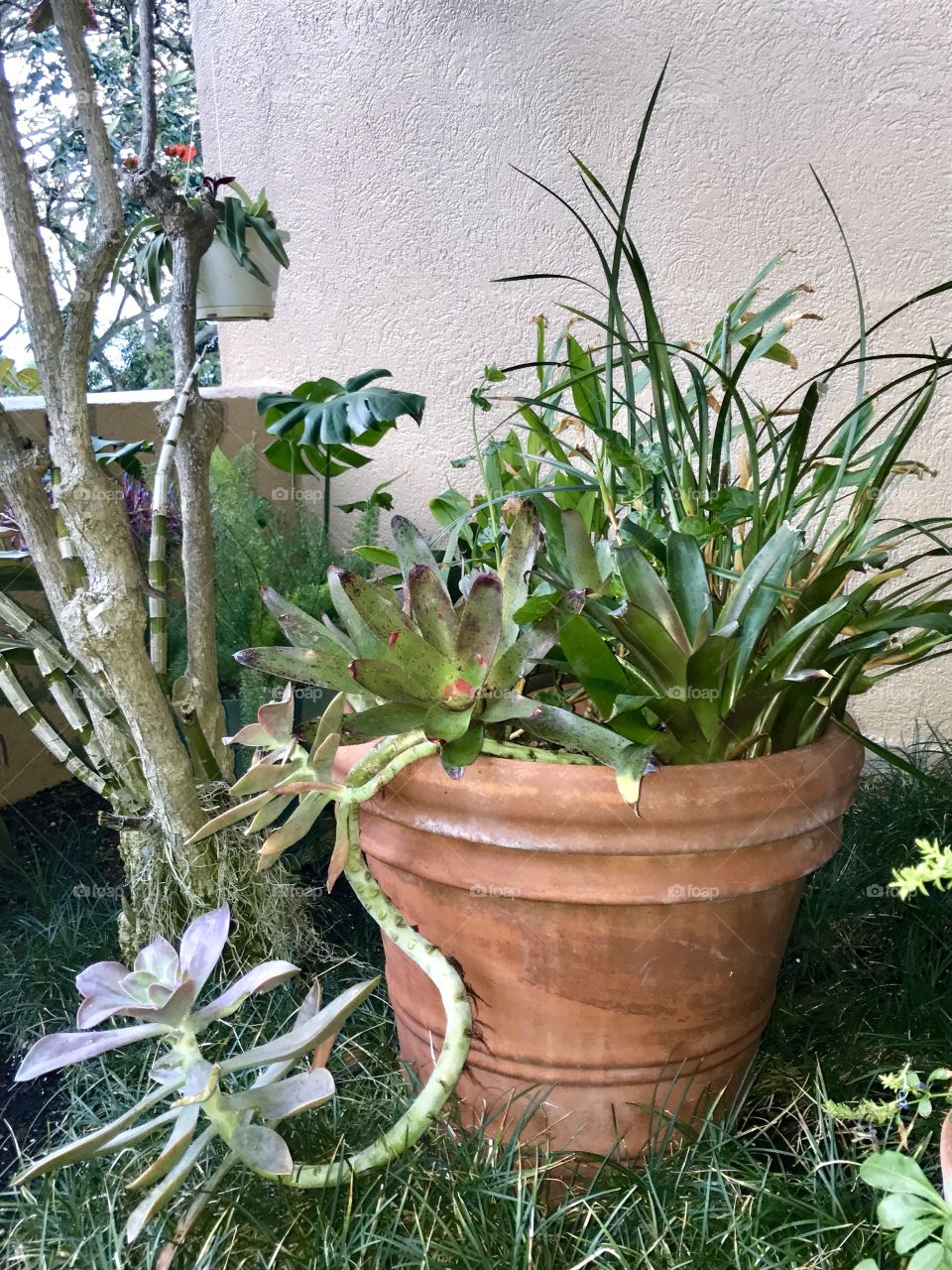 hous plants in pots