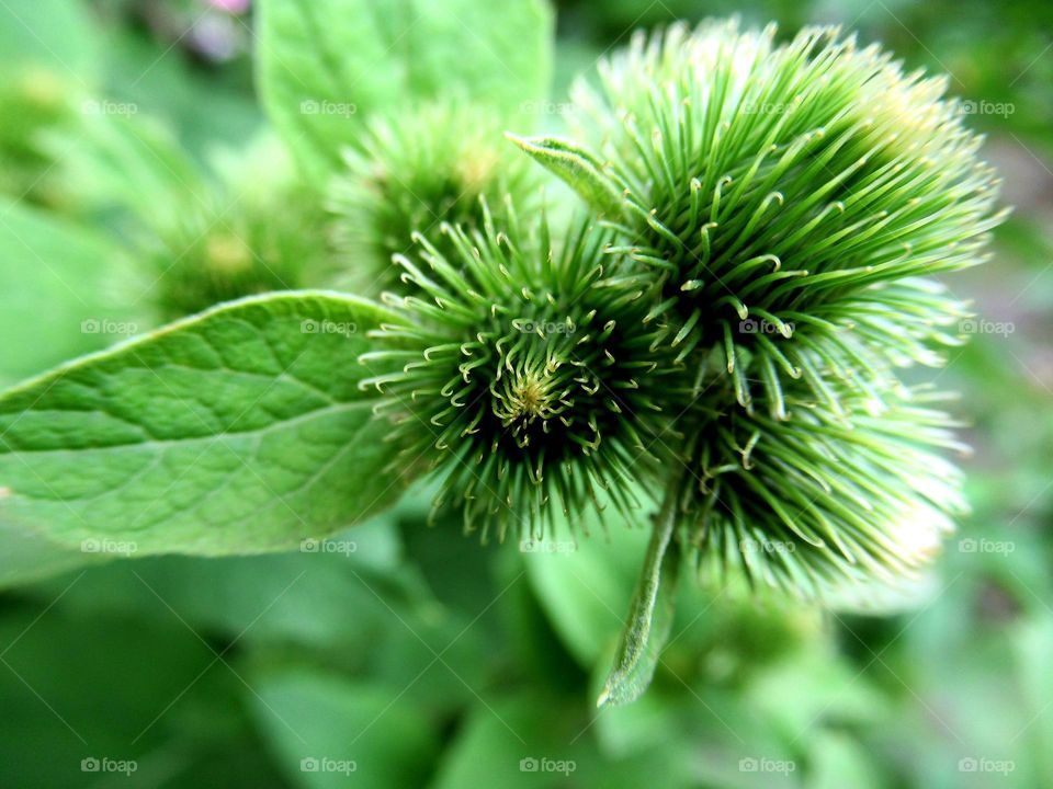 green young burdock begins to bloom