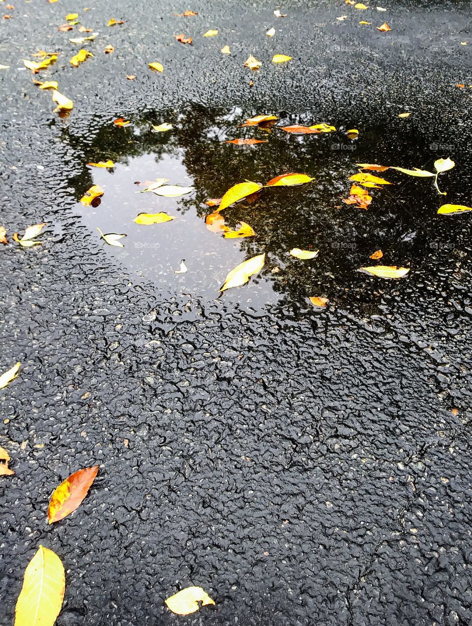 Autumns Rain Reflections