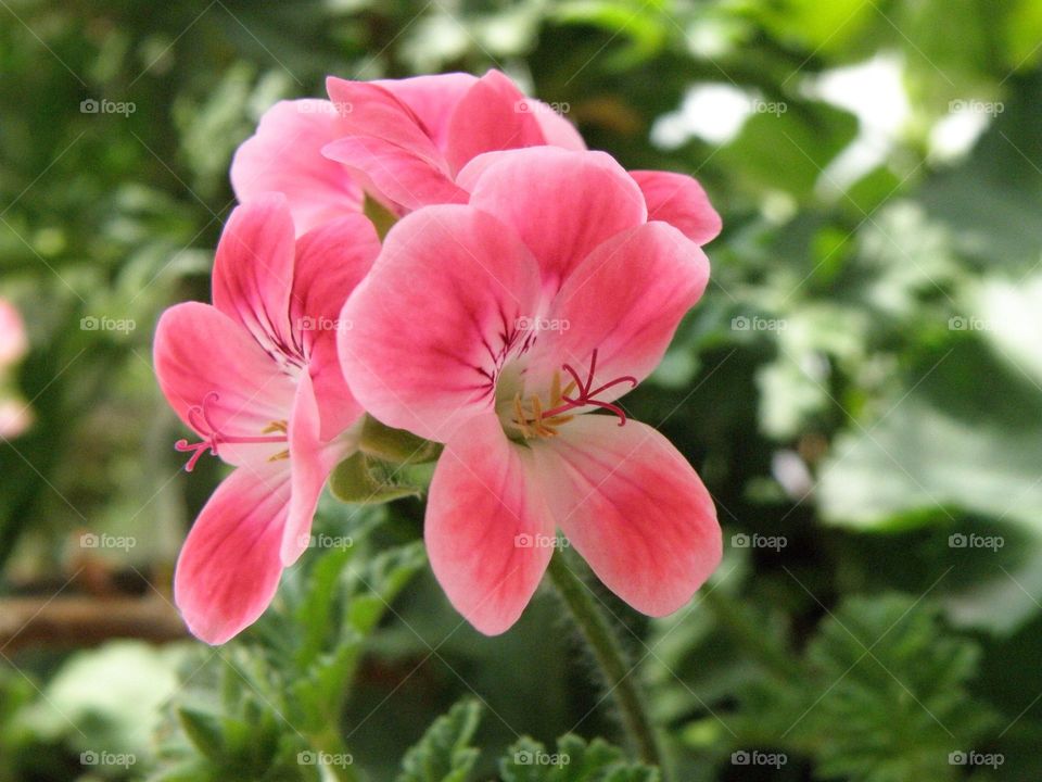 Pink flowers in bloom