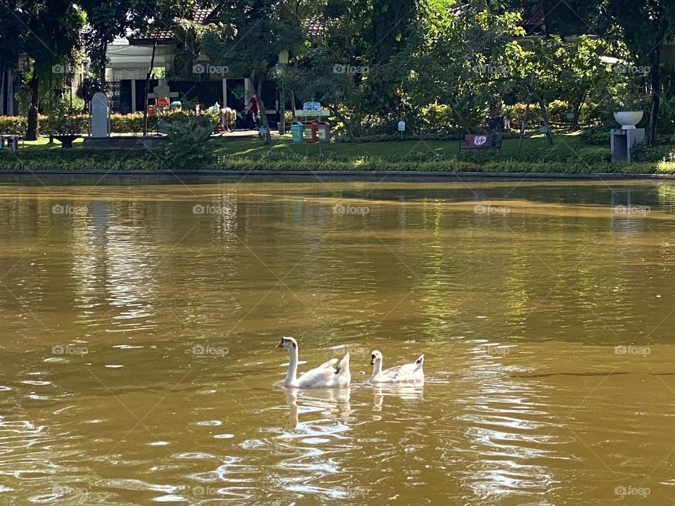 Situ Lembang Park, Central Jakarta, can be an alternative free tourist spot to visit.
Its strategic location is in the middle of Jakarta, making Situ Lembang Park quite easy to find