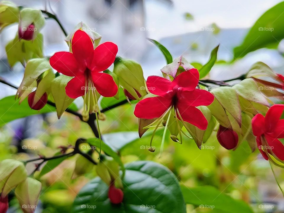 Bleeding Heart Vine flowers (Calendulacea Thomsoniae) on the branch.