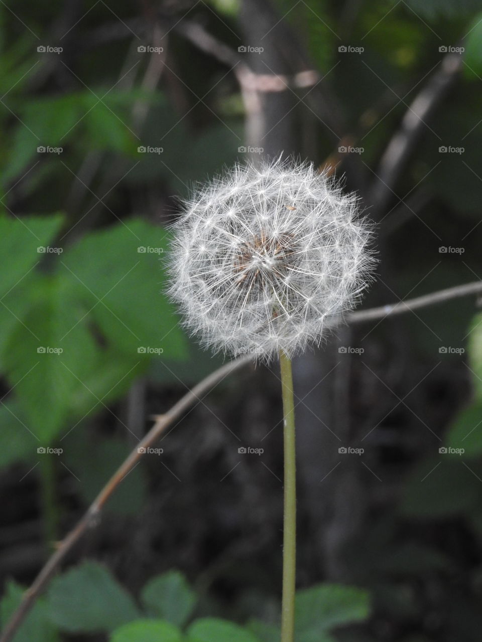 Blowing in the wind