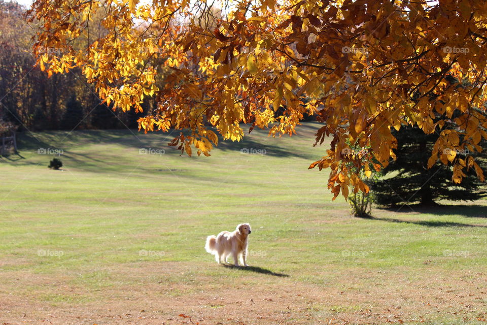 beautiful fall colors and the shadows reflected in autumn of the trees and my beautiful golden retriever Kaci