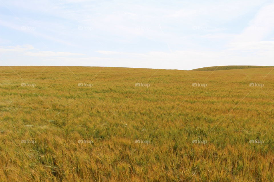 View of grassy landscape