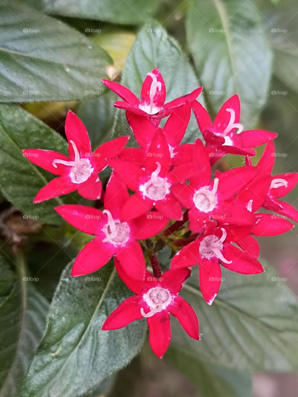 close up of red small cute flowers in a bunch  with five petals that are joined together from the base with dark green leaves.