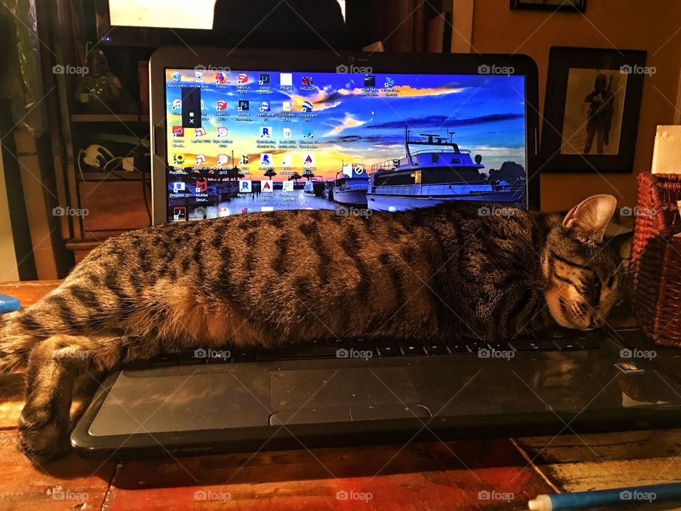 Computer cat