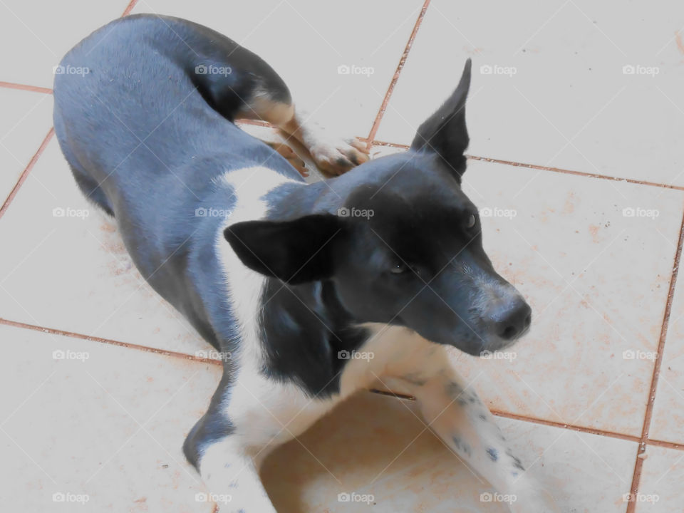 Black and White Dog Looking Up