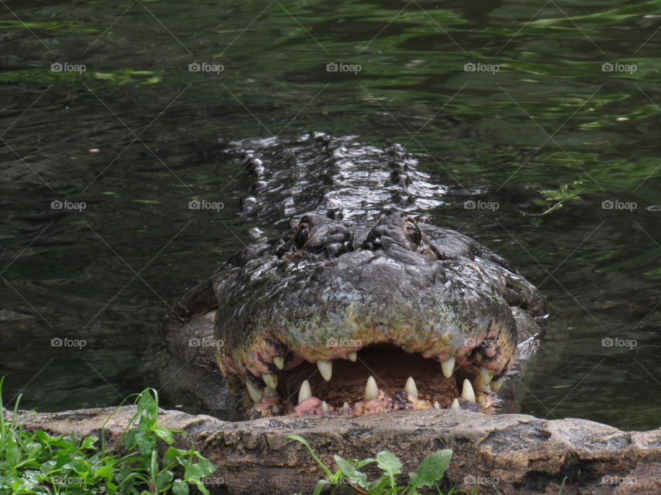 Hungry gator 