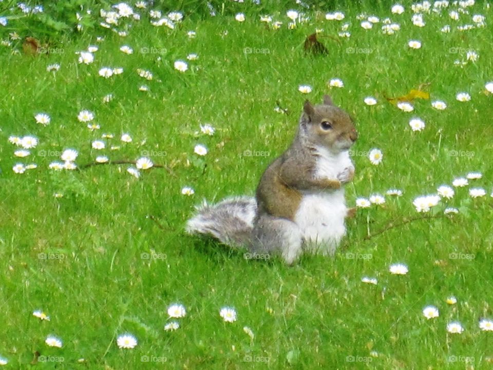 Cute Squirrel