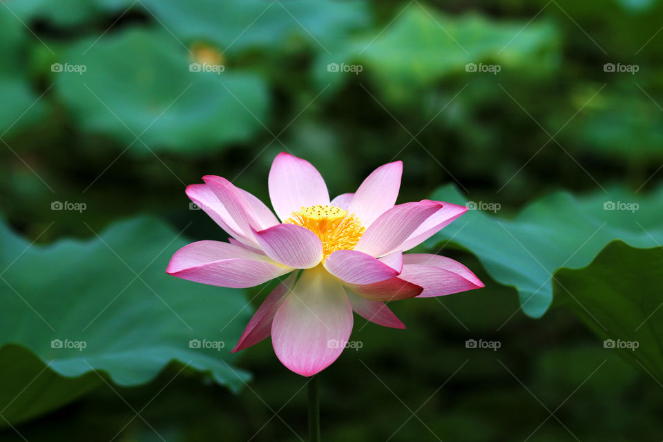 lotus flower in summer 