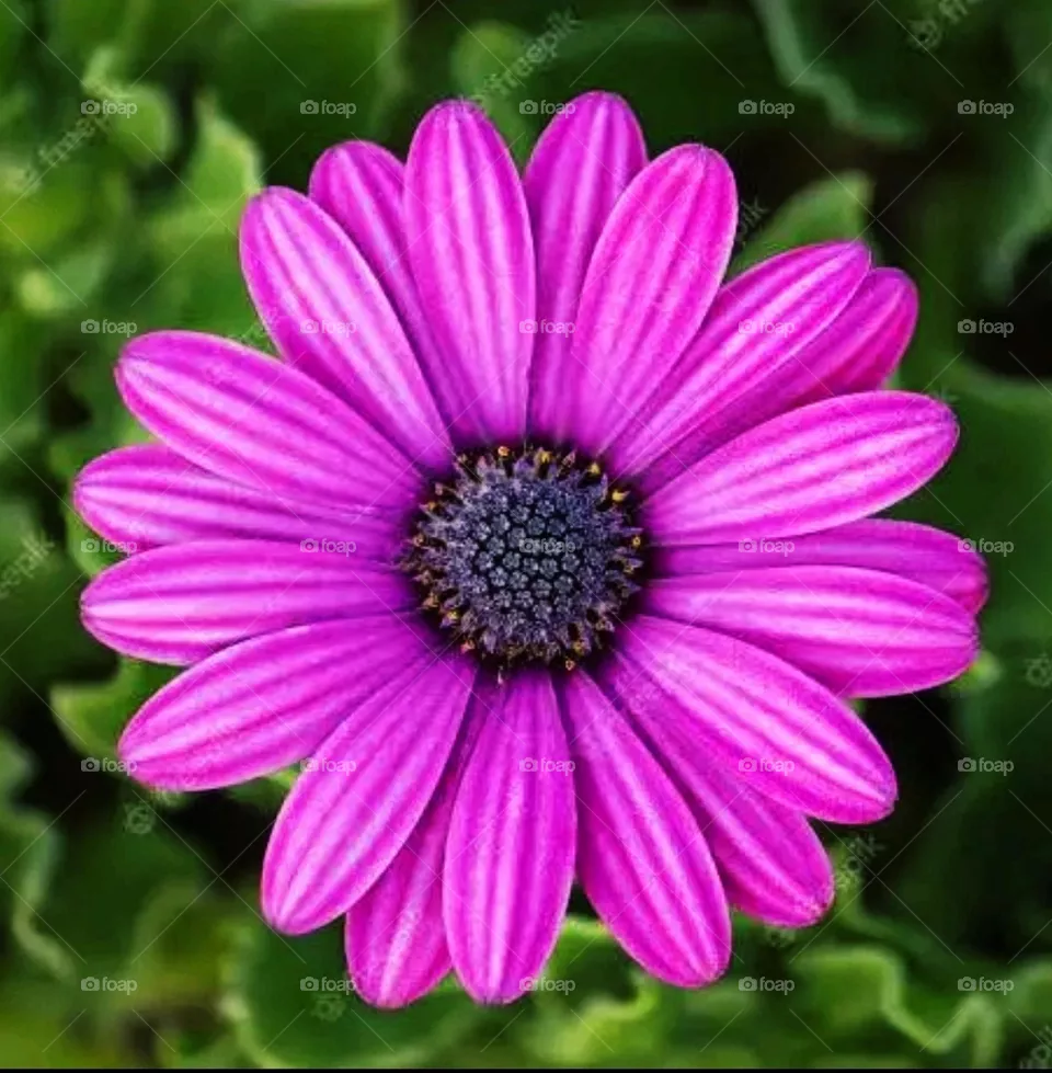 most beautiful and attractive flowers in the garden.