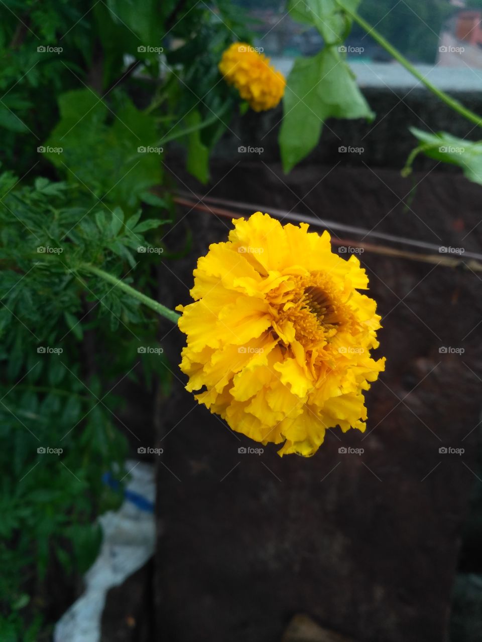 Beautiful MariGold, bloomed in my garden, cheerful, breathtaking, delightful