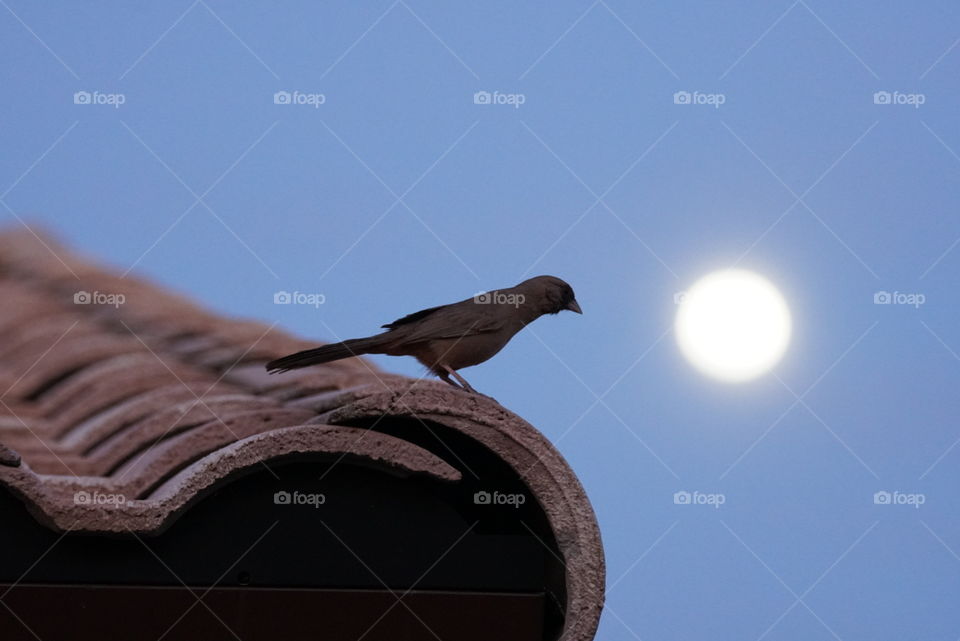 An Aberts Towhee appears to be admiring the full moon tonight