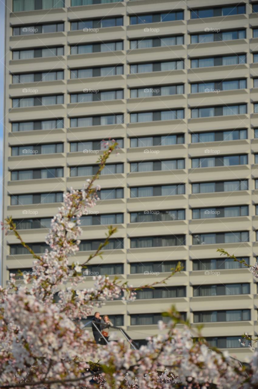 hotel and cherrys