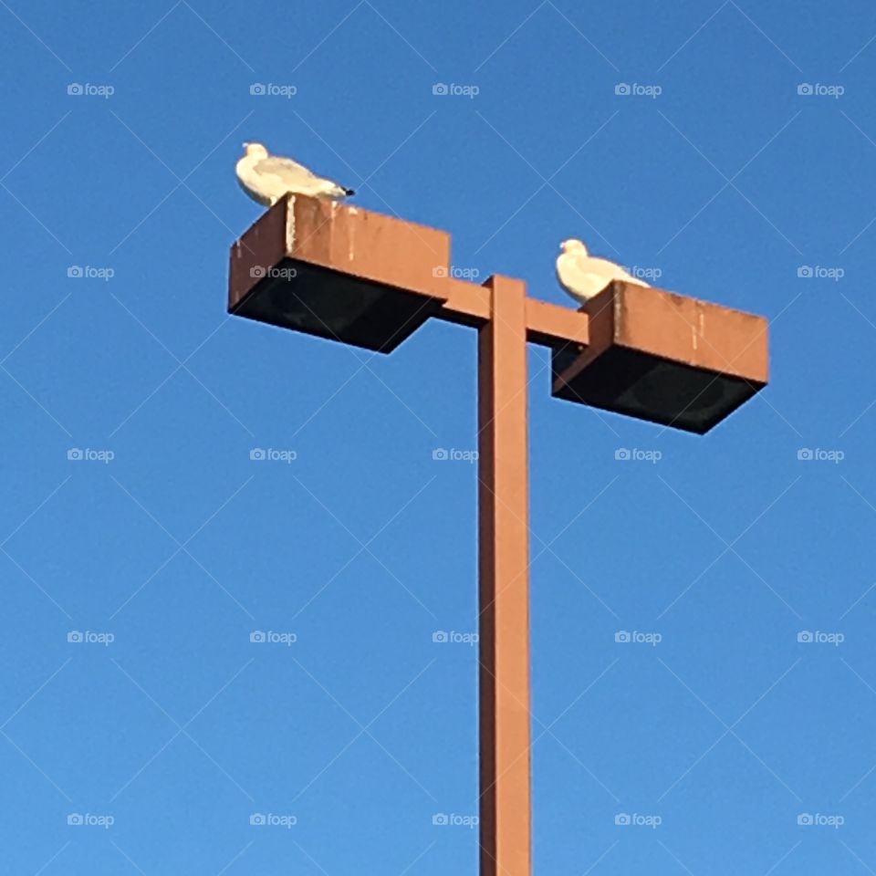 Seagulls on parking lot lights. Blue sky, no clouds.