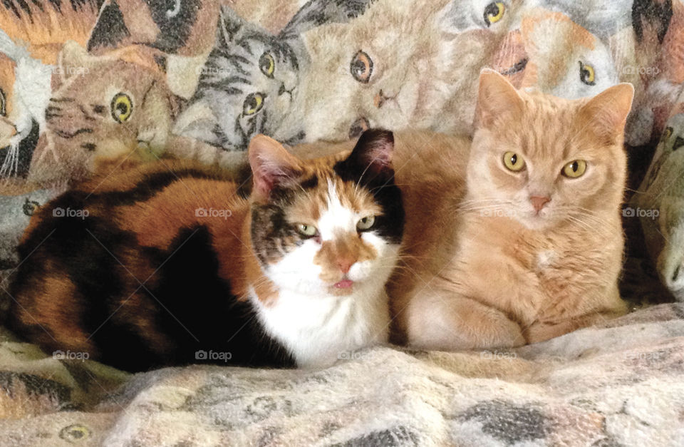 Maggie May and Leon sitting on a kitty blanket.