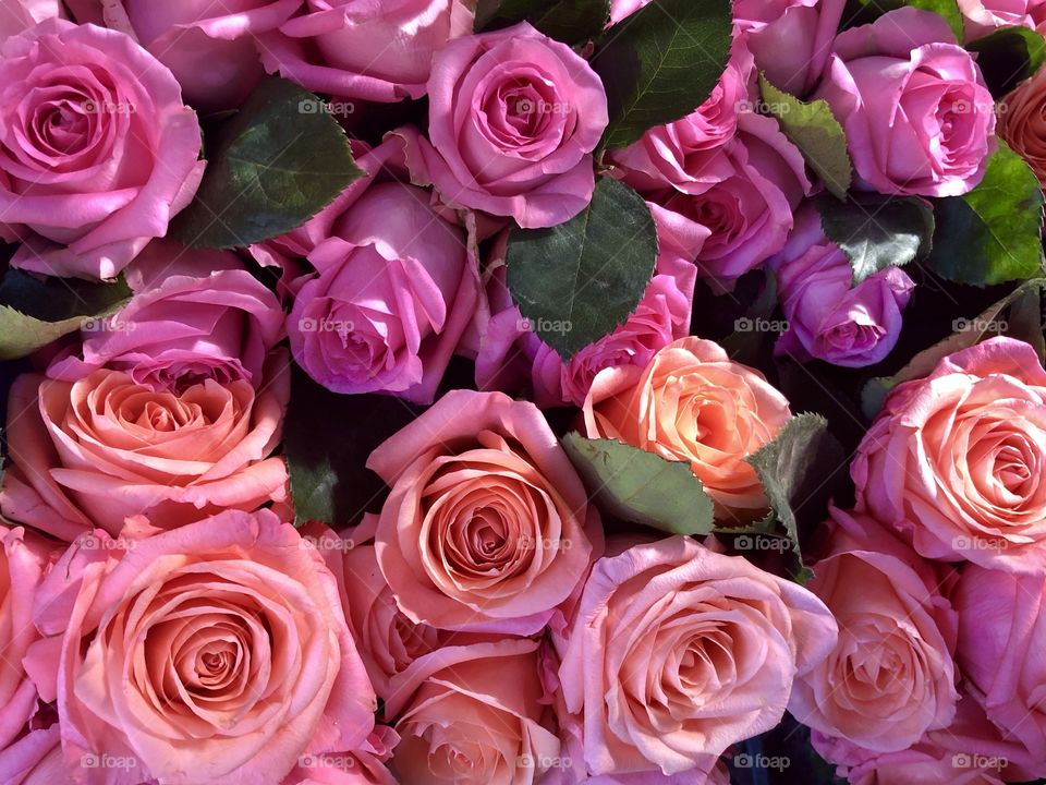 Sparkling pink and purple roses