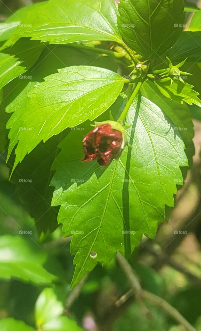 The red flower ready to bloom