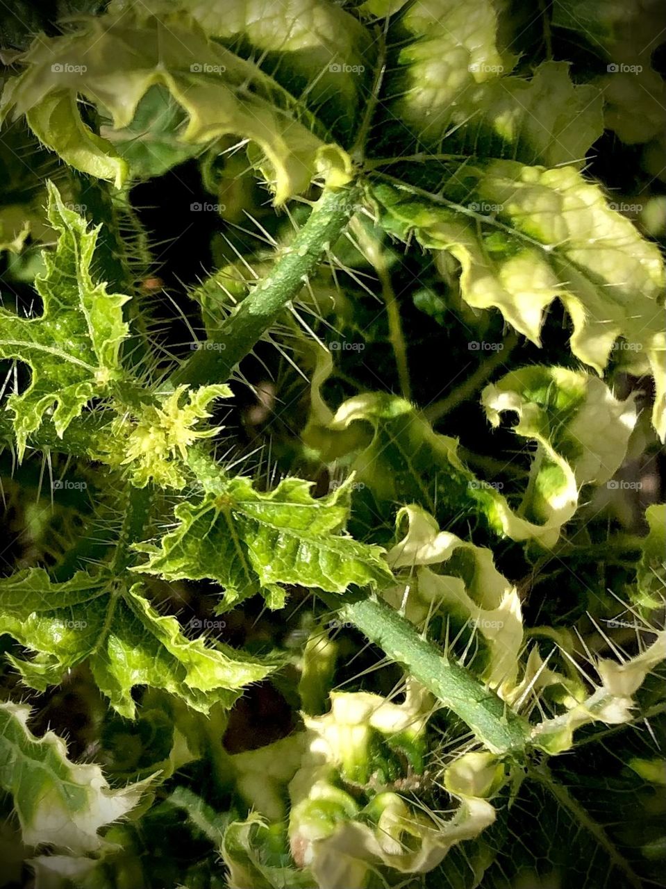 Closeup of nettle leaves in the sunlight with its needles ready to make you itch and scratch!!