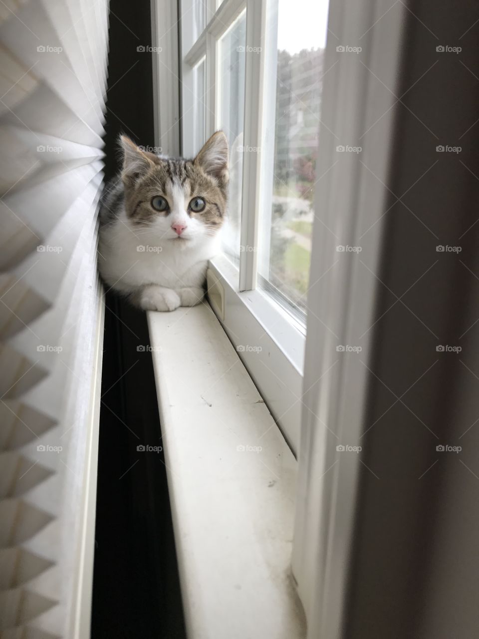 Kitty on window sill