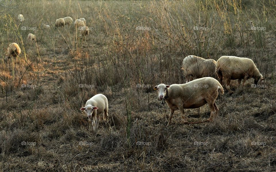 Sheep, Mammal, Grass, Farm, Animal