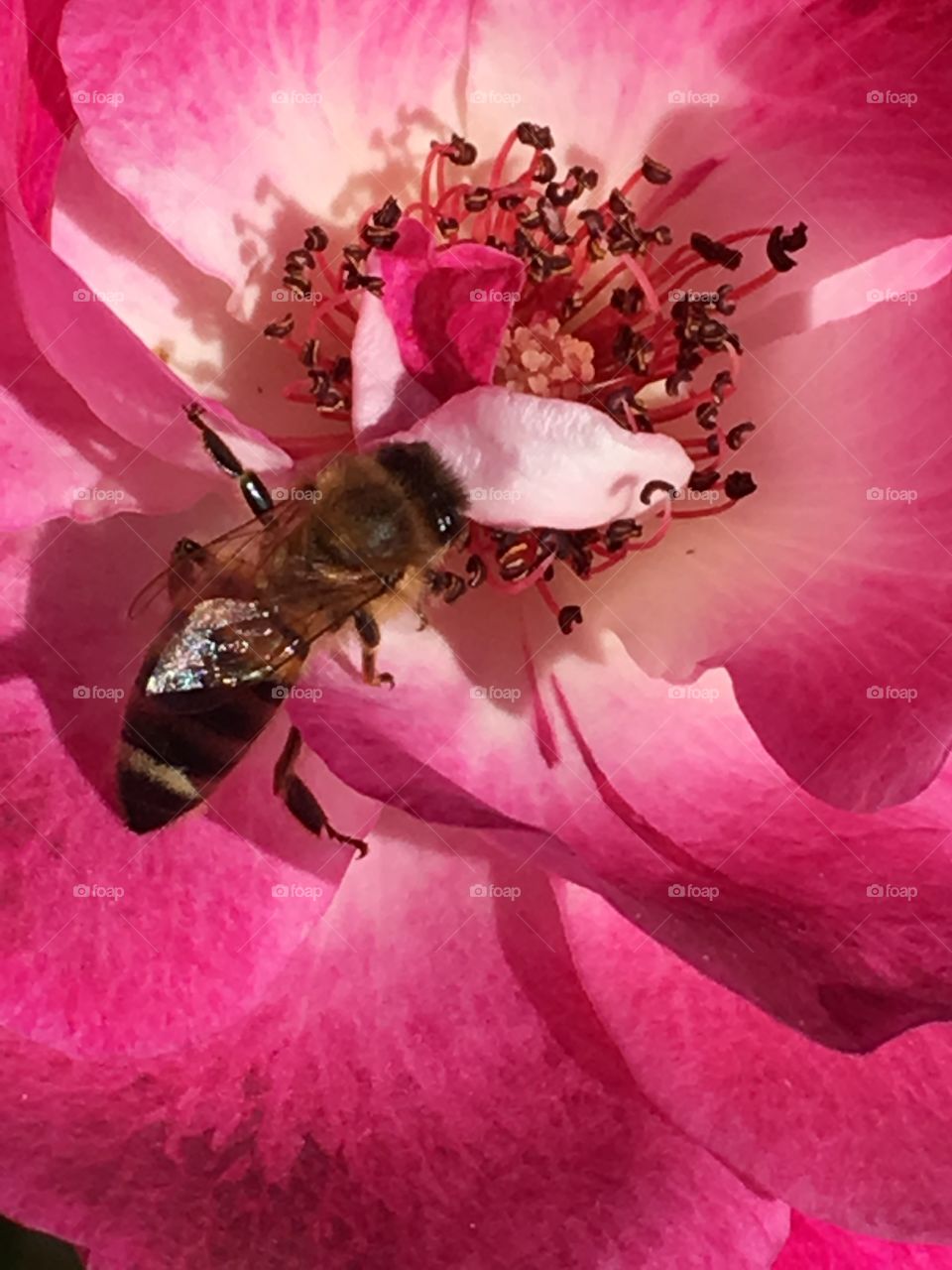 Hover fly pollinating a bright pink fruit tree  flower blossom in spring 