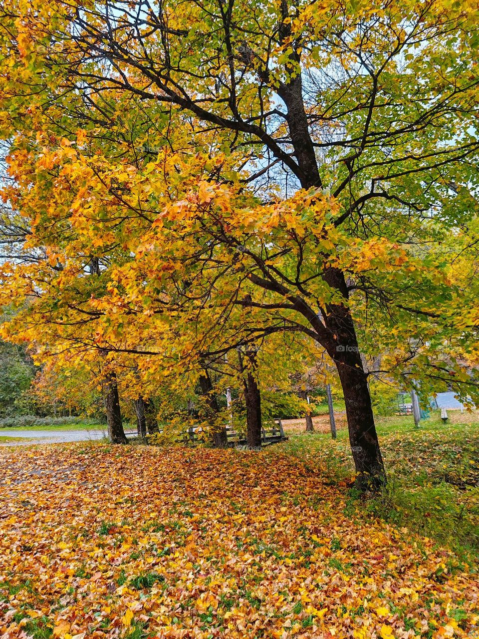 Autumn leaves don't fall, they fly.