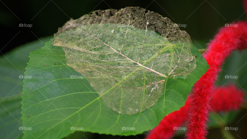 Skeleton Leaf 