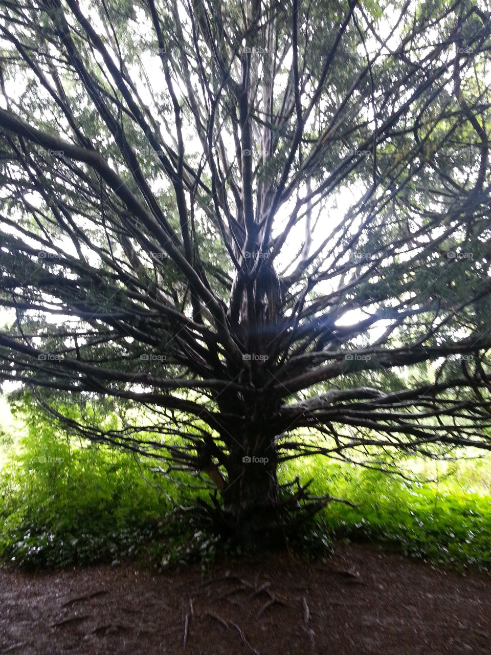 Beautiful Tree