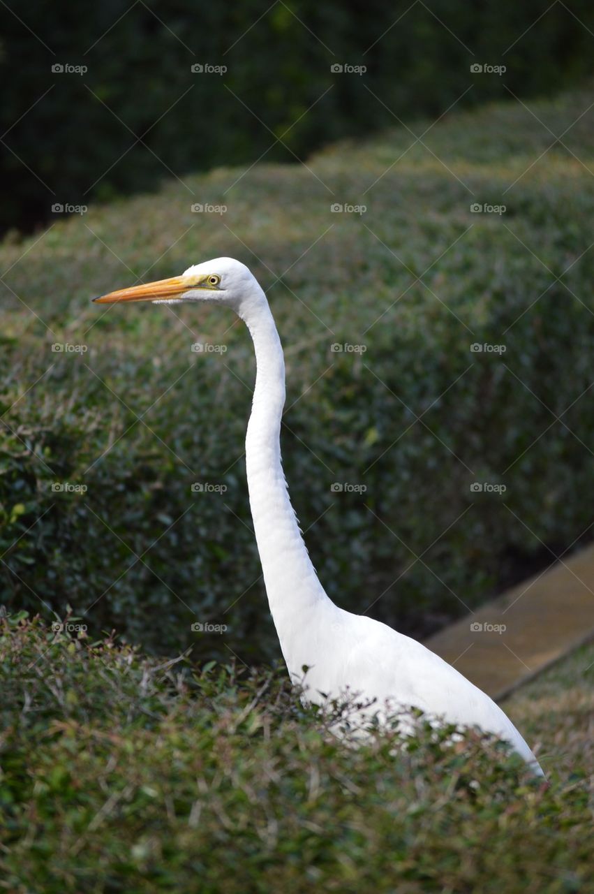 White bird