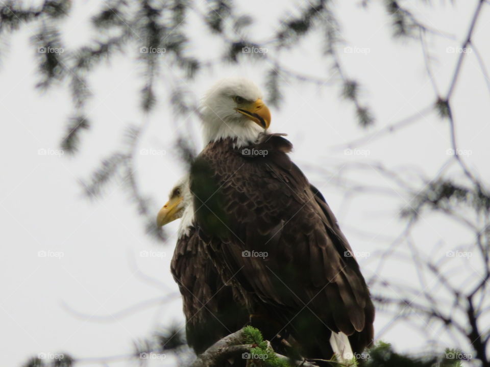 Bald eagles on Guemes Island, WA