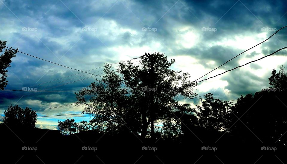 tree and cloudy sky